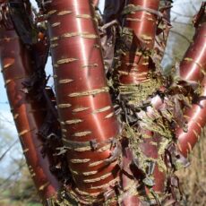 5038838004964 1 Prunus Serrula 12l.JPG